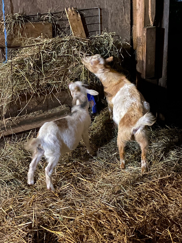 Billy goats  in Livestock in La Ronge - Image 2