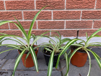 Indoor / Outdoor Spider Plants