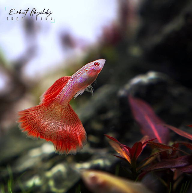 Stunning Guppies for Every Tank in Fish for Rehoming in Barrie - Image 3