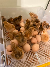 Newly hatched chicks dual purpose $6 each
