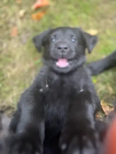 Chiots Berger allemand × Labrador – German Shepherd × Lab Pups, View more