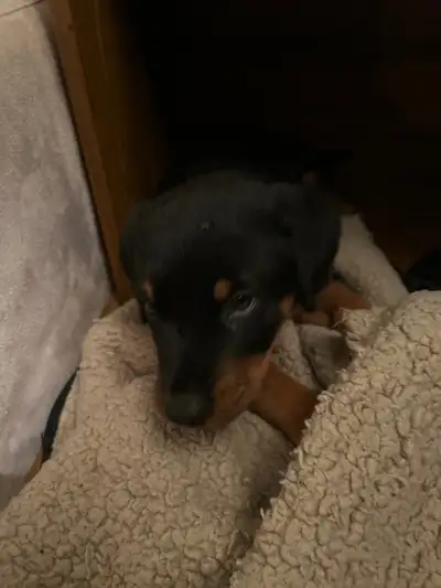 Rottweiler pupoy, View more