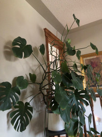 Beautiful huge monstera plant 