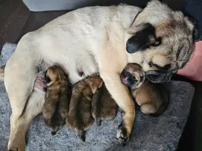 CKC Registered Fawn Pug Puppies, View more