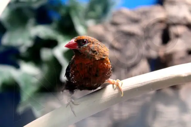 BENGALI ROUGE MÂLE DISPONIBLE in Birds for Rehoming in Saint-Jean-sur-Richelieu - Image 3