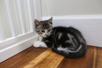 10 weeks super cute tabby girl kitten 