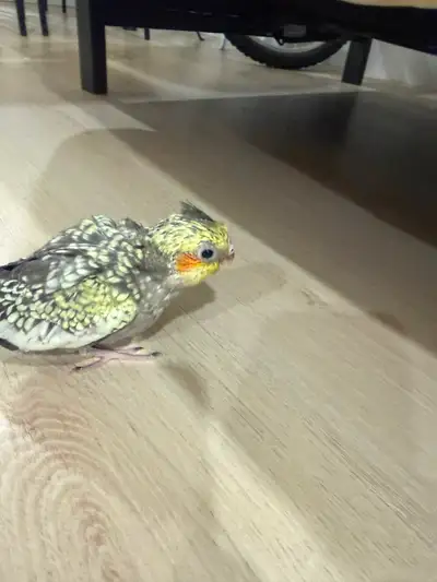 Cockatiel, View more