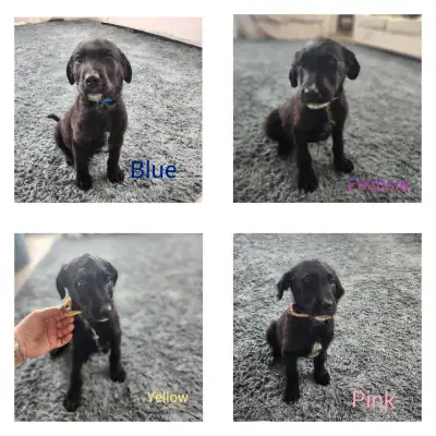 Cute little pups looking for there new home. Male sold 1 Female sold 2 FEMALES LEFT Yellow and Fusch...
