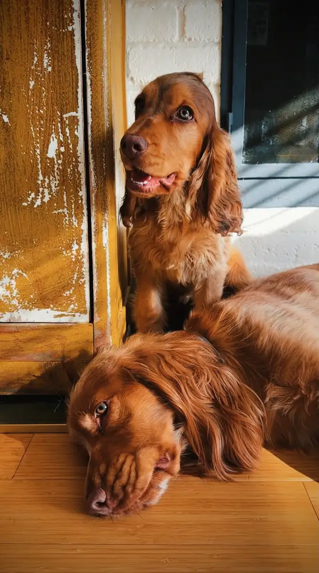 English Cocker Spaniel (early fall 2025) in Dogs & Puppies for Rehoming in Mississauga / Peel Region - Image 9