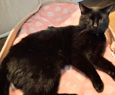 Cat rehoming, View more