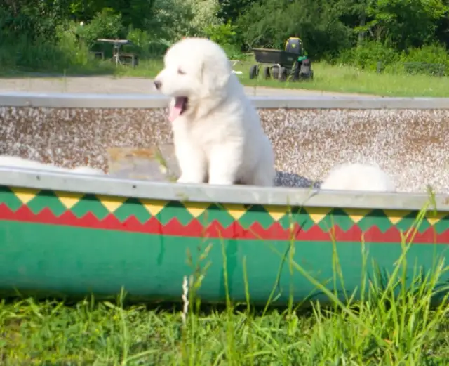 Purebred all white Great Pyrenees puppies in Dogs & Puppies for Rehoming in Ottawa - Image 8