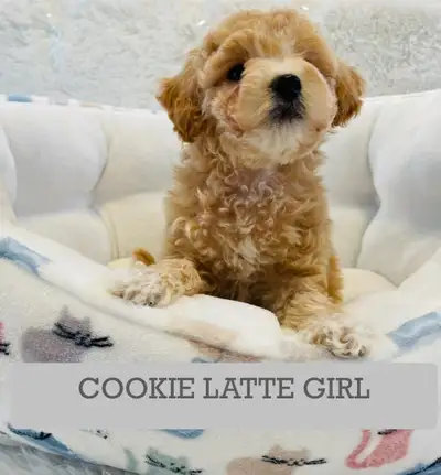 ❤️Super gentle Maltipoo Puppies❤️, View more