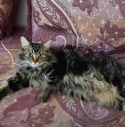 chatte perdue ROSA, View more