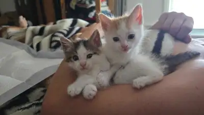 2 male kittens, View more