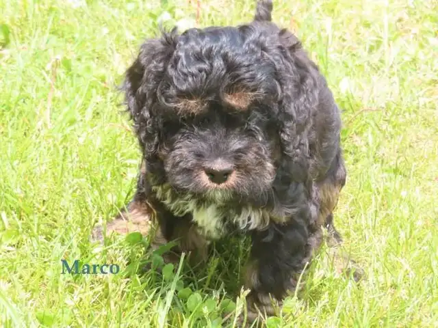Cockapoo puppies for sale in Dogs & Puppies for Rehoming in Kitchener / Waterloo - Image 11