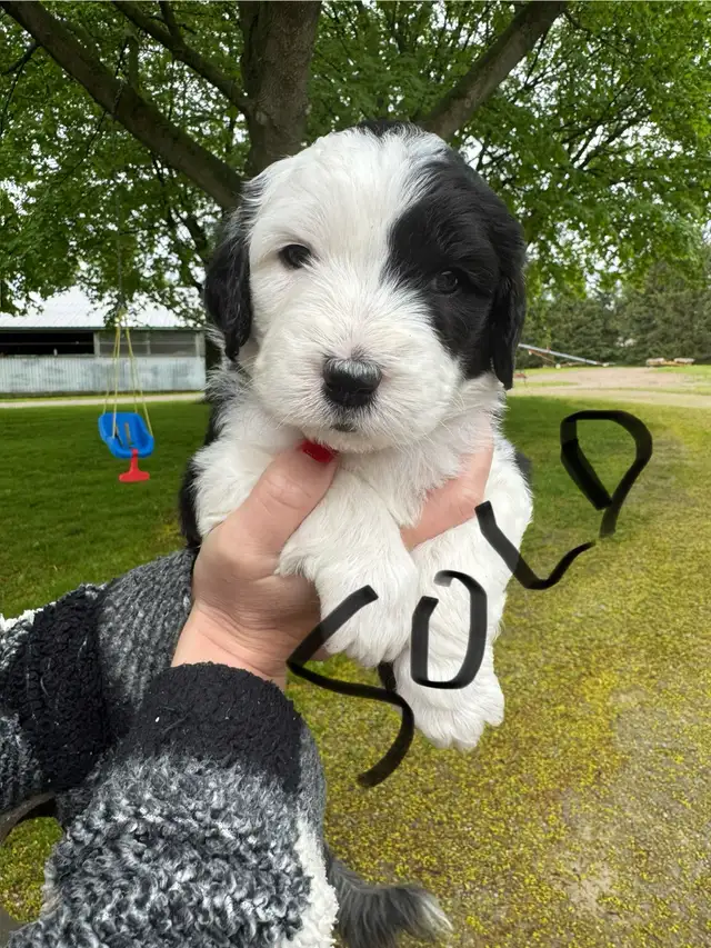 Old English sheepdog cross puppies for sale! in Dogs & Puppies for Rehoming in London - Image 8