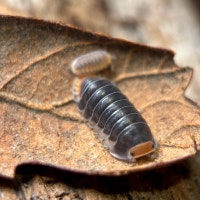 Cubaris sp. “Pak Chong” Isopods Victoria British Columbia Preview