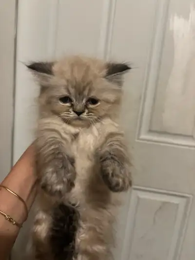 Beautiful Ragdoll Maine coon kittens ready to go, View more