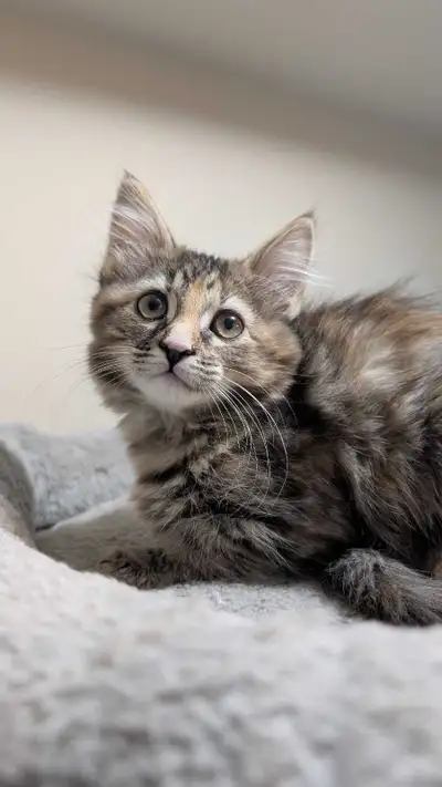 Maincoon Kittens for sale, View more