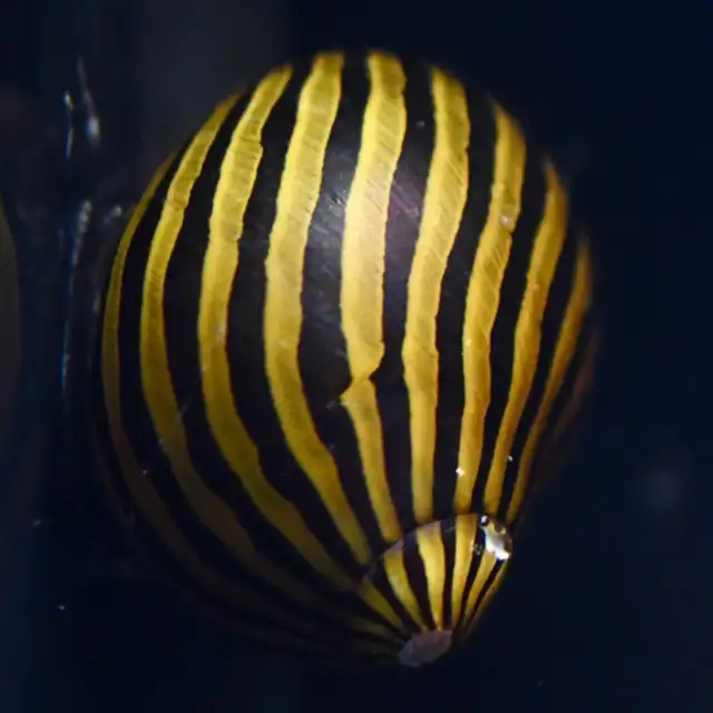 Nerite Snails That Actually Clean Your Tank in Fish for Rehoming in Kitchener / Waterloo - Image 5