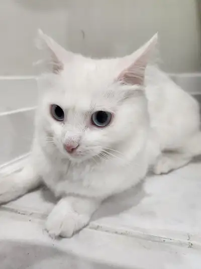 Turkish Angora cats couple, View more