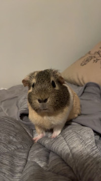 Female Guinea Pigs