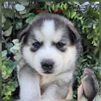 Siberian Husky Puppies, View more