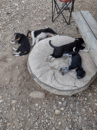 Border Collie/Blue Heeler puppies 