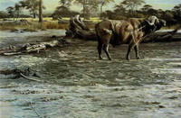 Robert Bateman buffalo 