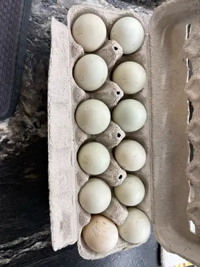 $90/dz Located near Beausejour mb Breeding group is mainly Greys and Blue fawn. 2 other hens in ther...