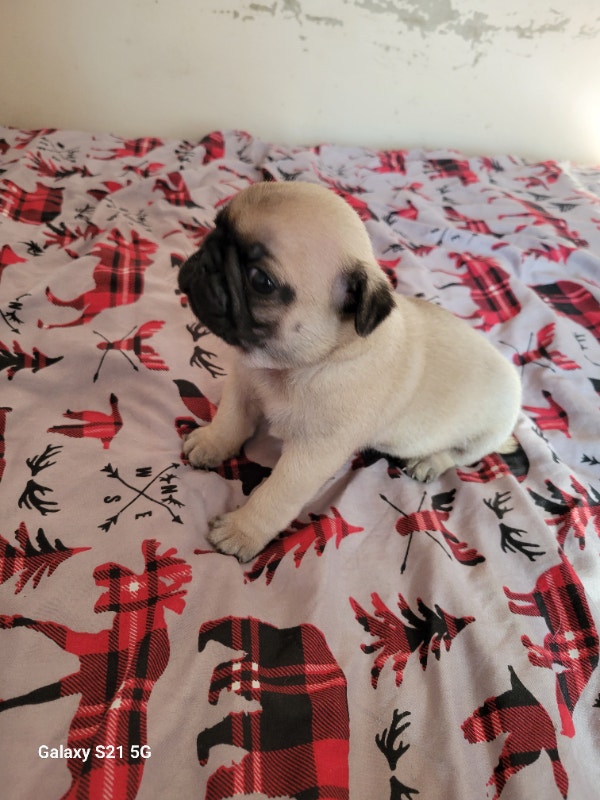 Pug puppies for sale.Sold pending pickup! Dogs & Puppies for Rehoming