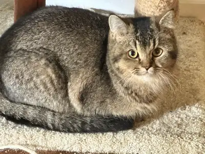 Purebred British Shorthair Kittens TICA registered , View more