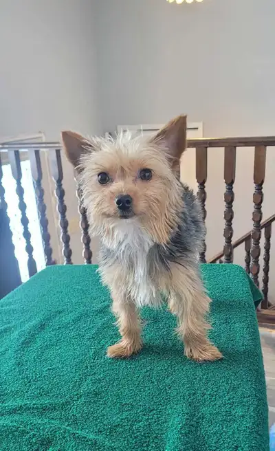 Yorkie Male, View more