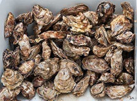 Spring and fall oysters license with claims and mussels unspecif