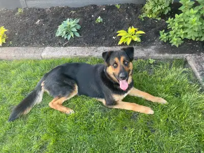 German Shepherd / Bernese Mountain Dog for rehoming, View more