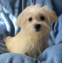 Male & Female Beautiful Maltese Puppies Ready To Go