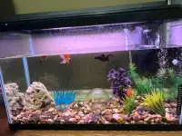 40Gal Fishtank with Fish and Supplies! (PICK UP ONLY)