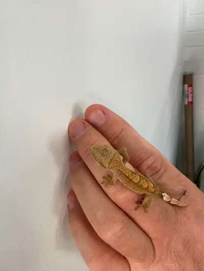Crested gecko, View more