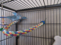 2 year old, Parrotlets