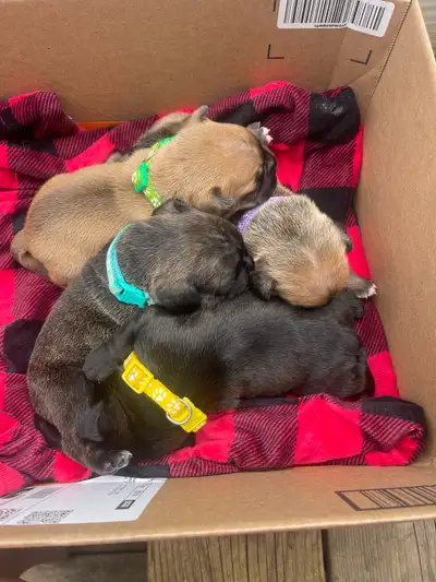 French Bulldog Puppies, View more