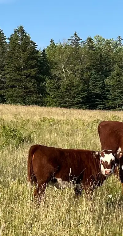 looking for beef cattle, View more