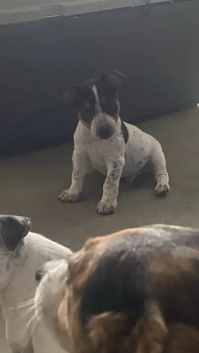 Jack Russell Puppies For Sale, View more
