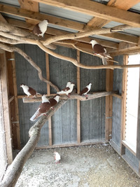 Pigeons de race Afghan Sherazi MÂLES $25 chacun Victoriaville 