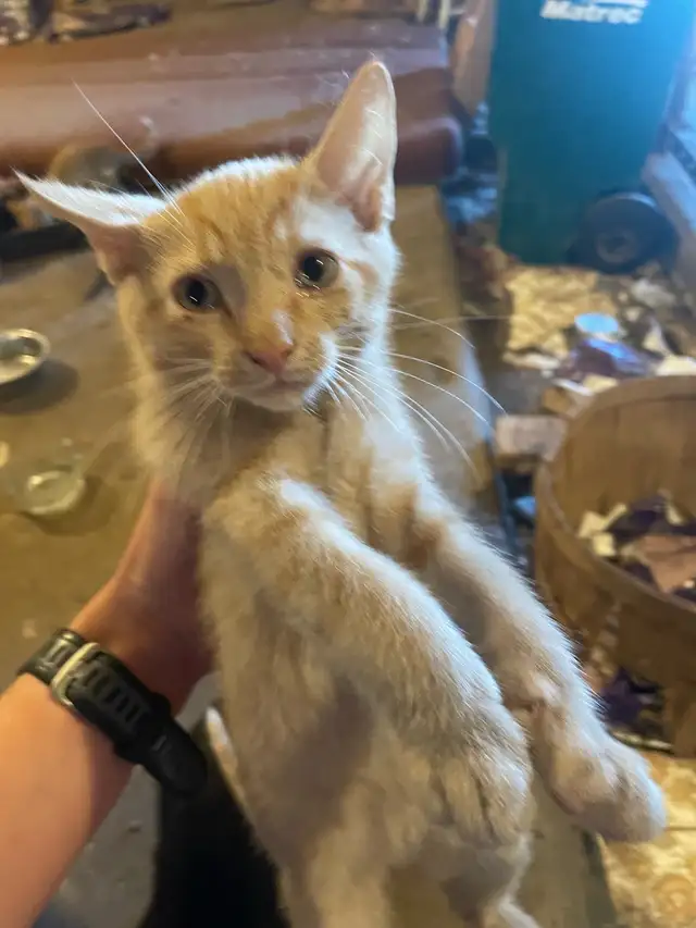 Farm Kittens