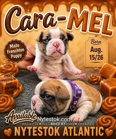 Fabulous Boston's + Frenchies, View more