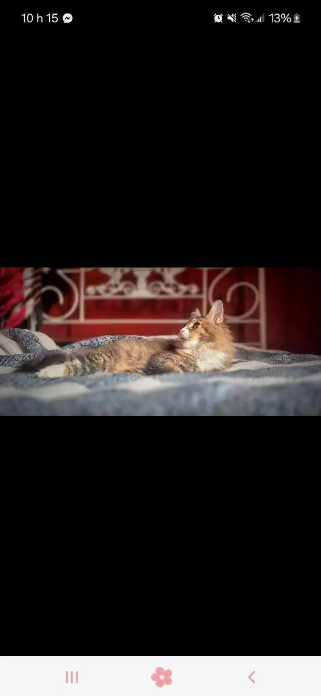main coon chaton