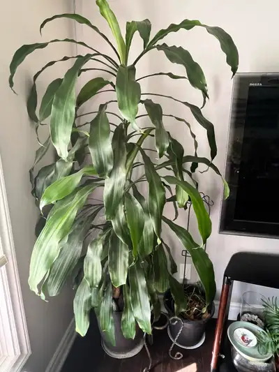 Indoor Dracaena plant 6 feet , View more