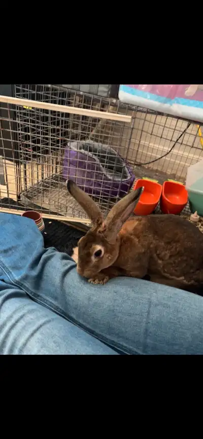 bunny for sale, View more