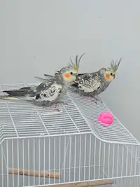 2 Cockatiel Birds 