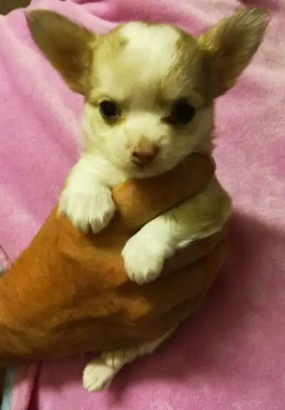 This beautiful puppy is ready to go to a new home . I have one medium/short coat fawn female who is...